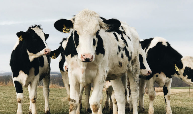 Cow S Milk Protein Allergy Nappy Rash