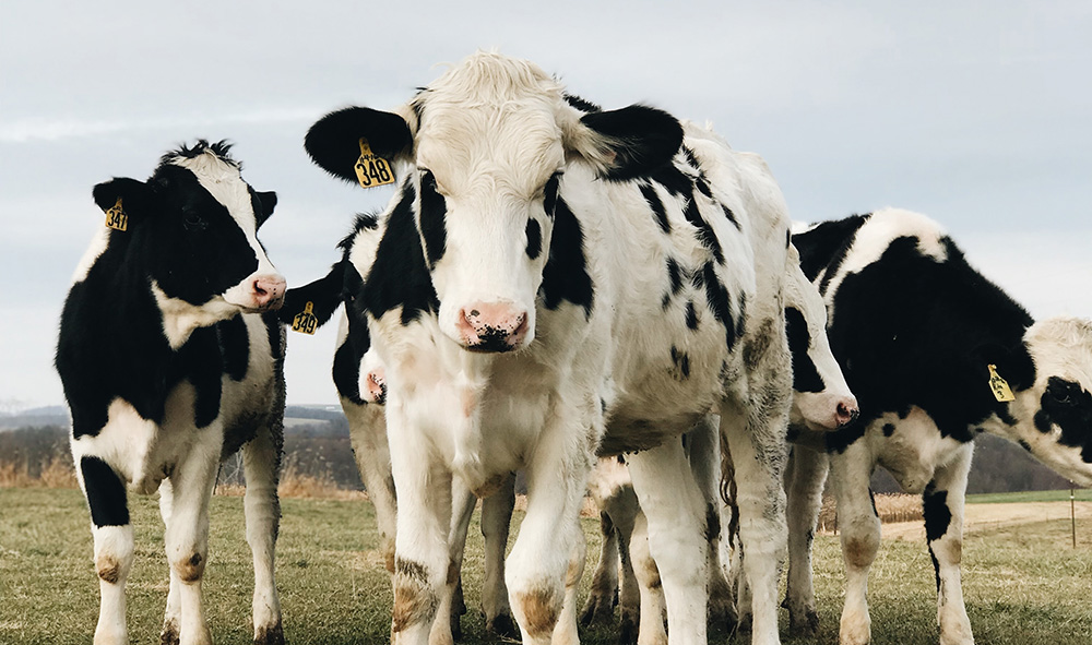 Cows in a field